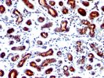 pS2/pNR-2/TFF1 (Estrogen-Regulated Protein) Antibody in Immunohistochemistry (Paraffin) (IHC (P))