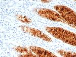 pS2/pNR-2/TFF1 (Estrogen-Regulated Protein) Antibody in Immunohistochemistry (Paraffin) (IHC (P))