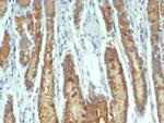 pS2/pNR-2/TFF1 (Estrogen-Regulated Protein) Antibody in Immunohistochemistry (Paraffin) (IHC (P))