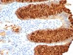 pS2/pNR-2/TFF1 (Estrogen-Regulated Protein) Antibody in Immunohistochemistry (Paraffin) (IHC (P))