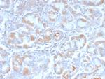 pS2/pNR-2/TFF1 (Estrogen-Regulated Protein) Recombinant Rabbit Monoclonal Antibody (TFF1, 2969R)