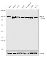 LRP130 Antibody in Western Blot (WB)