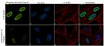 Phospho-RNA pol II CTD (Ser2) Recombinant Rabbit Monoclonal Antibody (7H23L1)