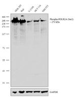 Phospho-RNA pol II CTD (Ser2) Antibody in Western Blot (WB)