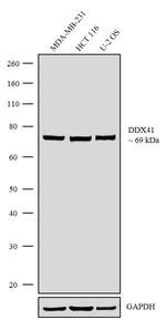 DDX41 Antibody in Western Blot (WB)
