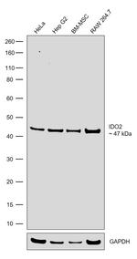 IDO2 Recombinant Rabbit Monoclonal Antibody (18H28L8)