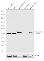NeuroG3 Recombinant Rabbit Monoclonal Antibody (10H35L14)