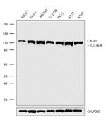 CRM1 Recombinant Rabbit Monoclonal Antibody (8H4L7)