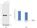 RNF2 Antibody in Western Blot (WB)