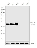 BOB-1 Antibody