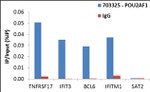 BOB-1 Antibody in ChIP Assay (ChIP)
