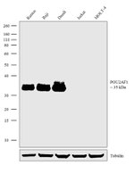 BOB-1 Recombinant Rabbit Monoclonal Antibody (2H4L5)