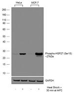 Phospho-HSP27 (Ser15) Recombinant Rabbit Monoclonal Antibody (11H29L1)