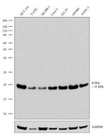 K-Ras Recombinant Rabbit Monoclonal Antibody (11H35L14)