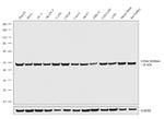 Citrate Synthase Antibody in Western Blot (WB)