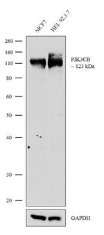 PIK3CB Recombinant Rabbit Monoclonal Antibody (1H9L37)