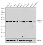 SMARCB1 Recombinant Rabbit Monoclonal Antibody (3H7L9)