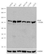 PCAF Recombinant Rabbit Monoclonal Antibody (13H24L4)