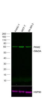 PKM2 Recombinant Rabbit Monoclonal Antibody (3H4L19), Alexa Fluor™ Plus 488