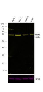 PKM2 Recombinant Rabbit Monoclonal Antibody (3H4L19), Alexa Fluor™ Plus 555
