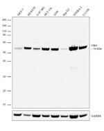 CHK1 Recombinant Rabbit Monoclonal Antibody (7H23L8)
