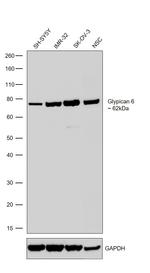 Glypican 6 Antibody in Western Blot (WB)