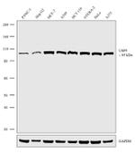 USP5 Recombinant Rabbit Monoclonal Antibody (8H33L19)