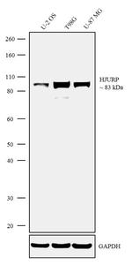 HJURP Antibody in Western Blot (WB)