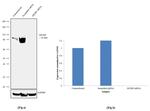 HJURP Antibody in Western Blot (WB)