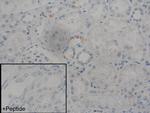 AVPR2 Antibody in Immunohistochemistry (IHC)
