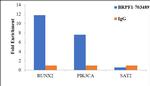 BRPF1 Antibody in ChIP Assay (ChIP)