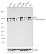 BRPF1 Antibody in Western Blot (WB)