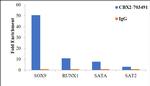 CBX2 Antibody in ChIP Assay (ChIP)