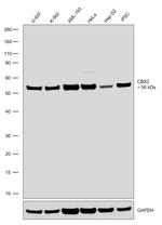 CBX2 Antibody in Western Blot (WB)