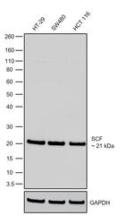 SCF Recombinant Rabbit Monoclonal Antibody (12H47L56)