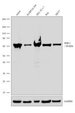 SHP-1 Antibody in Western Blot (WB)