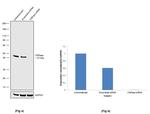 CNPase Antibody in Western Blot (WB)