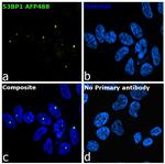 53BP1 Recombinant Rabbit Monoclonal Antibody (7H14L12), Alexa Fluor™ Plus 488