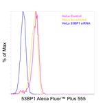 53BP1 Antibody in Flow Cytometry (Flow)