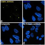 53BP1 Recombinant Rabbit Monoclonal Antibody (7H14L12), Alexa Fluor™ Plus 555