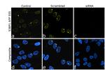 53BP1 Antibody