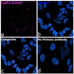 53BP1 Recombinant Rabbit Monoclonal Antibody (7H14L12), Alexa Fluor™ Plus 647