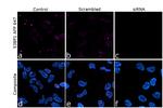 53BP1 Antibody