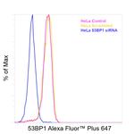 53BP1 Antibody