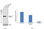 Cathepsin G Antibody in Western Blot (WB)