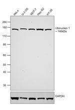 Ubinuclein 1 Antibody in Western Blot (WB)