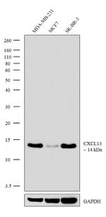 CXCL13 Recombinant Rabbit Monoclonal Antibody (12H22L22)