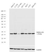 MOB1 Recombinant Rabbit Monoclonal Antibody (16H11L6)