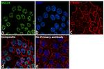 VGLL4 Antibody in Immunocytochemistry (ICC/IF)