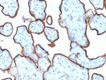 CD71/Transferrin Receptor (TFRC) (Extracellular Domain) Antibody in Immunohistochemistry (Paraffin) (IHC (P))